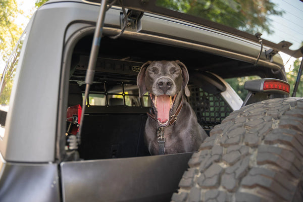 DV8 Offroad 2021-2024 Ford Bronco Dog Barrier